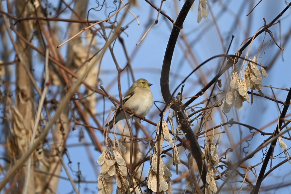 Американский чиж - ML646903683