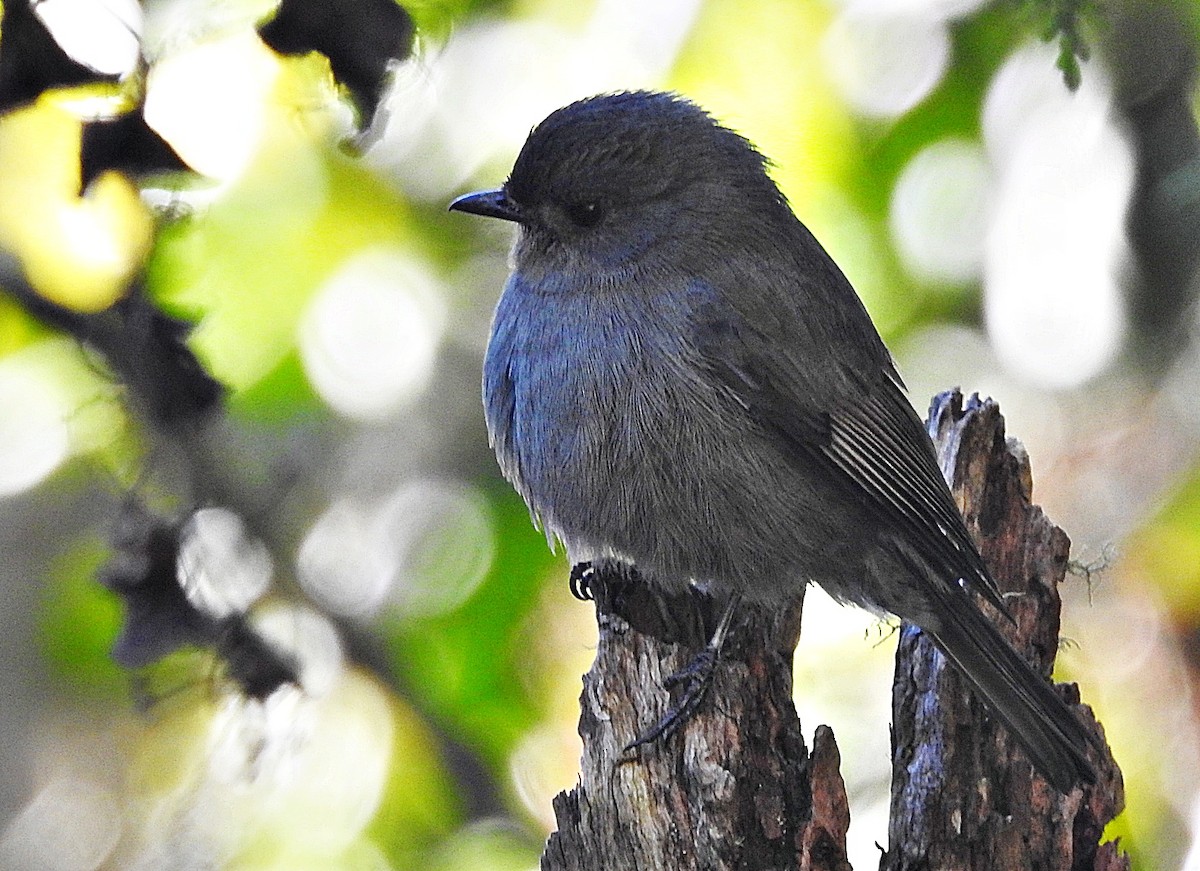 Нильгирийская мухоловка - ML646903684