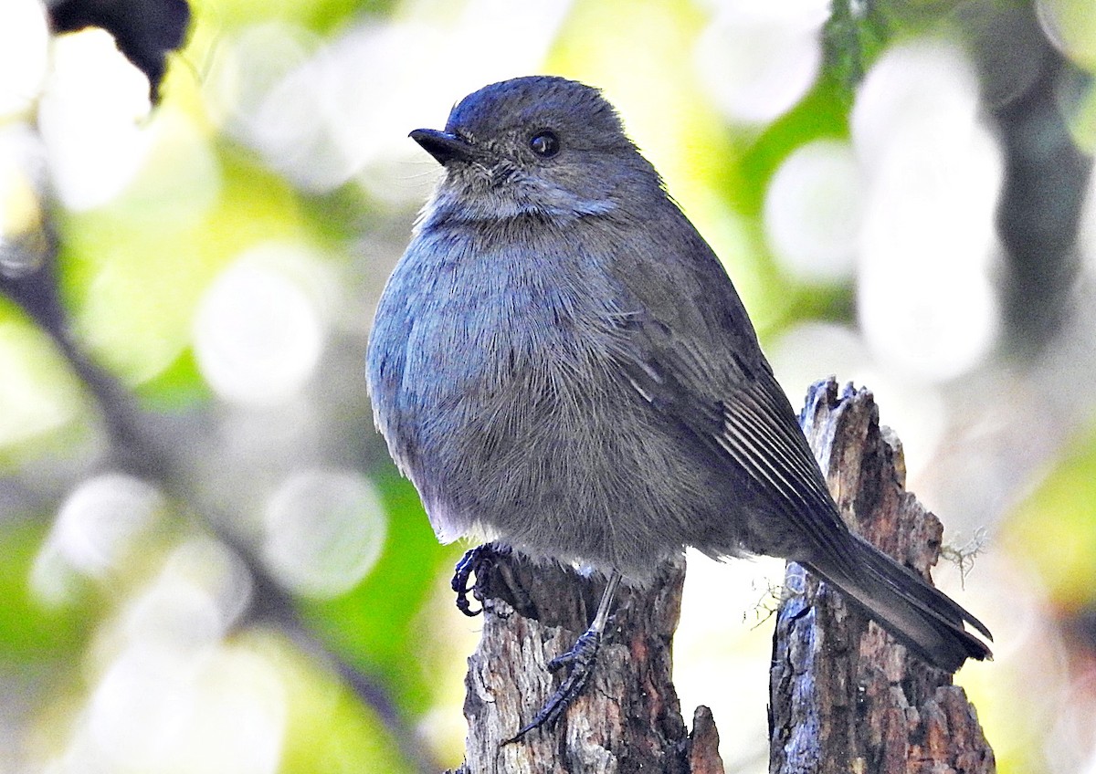 Нильгирийская мухоловка - ML646903685