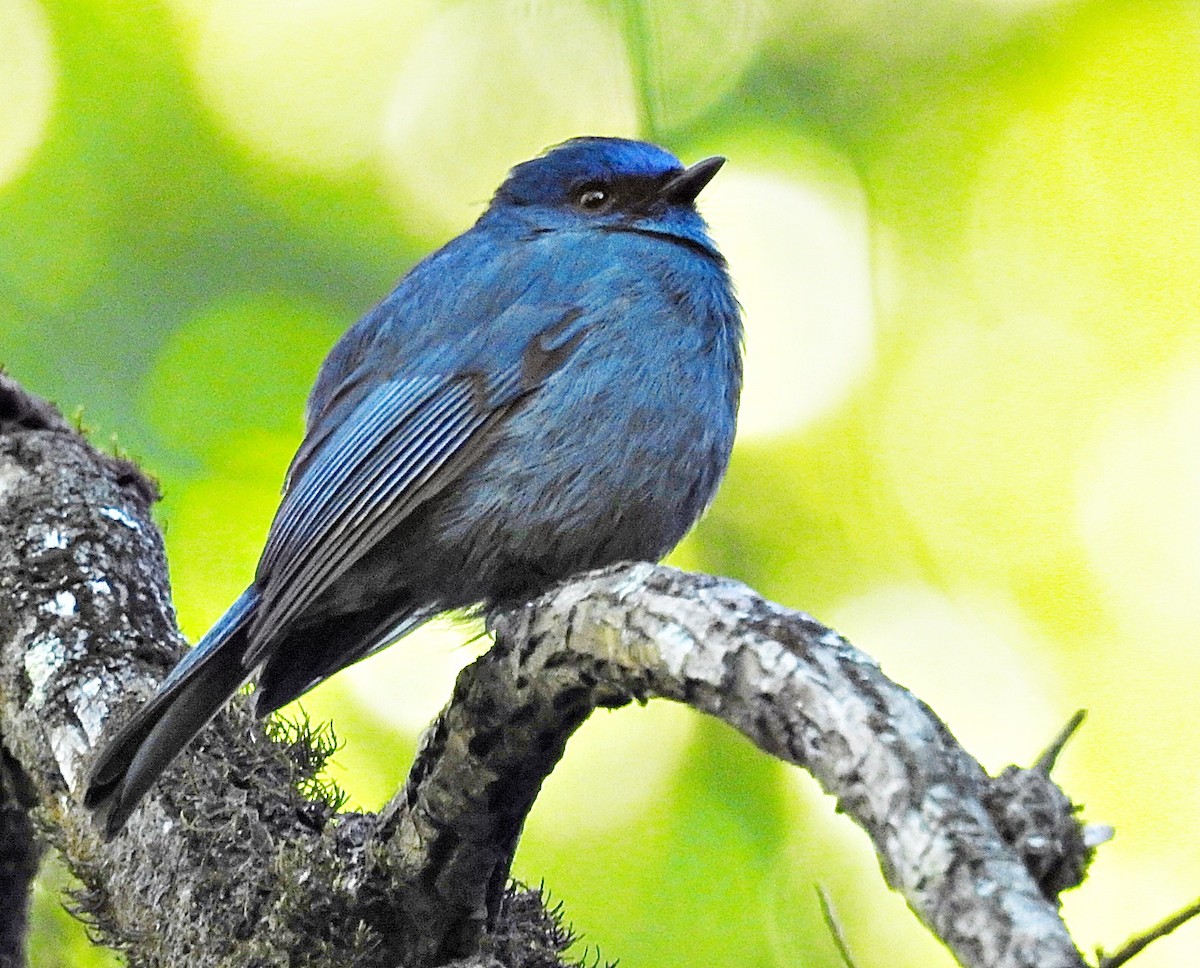 Нильгирийская мухоловка - ML646903686