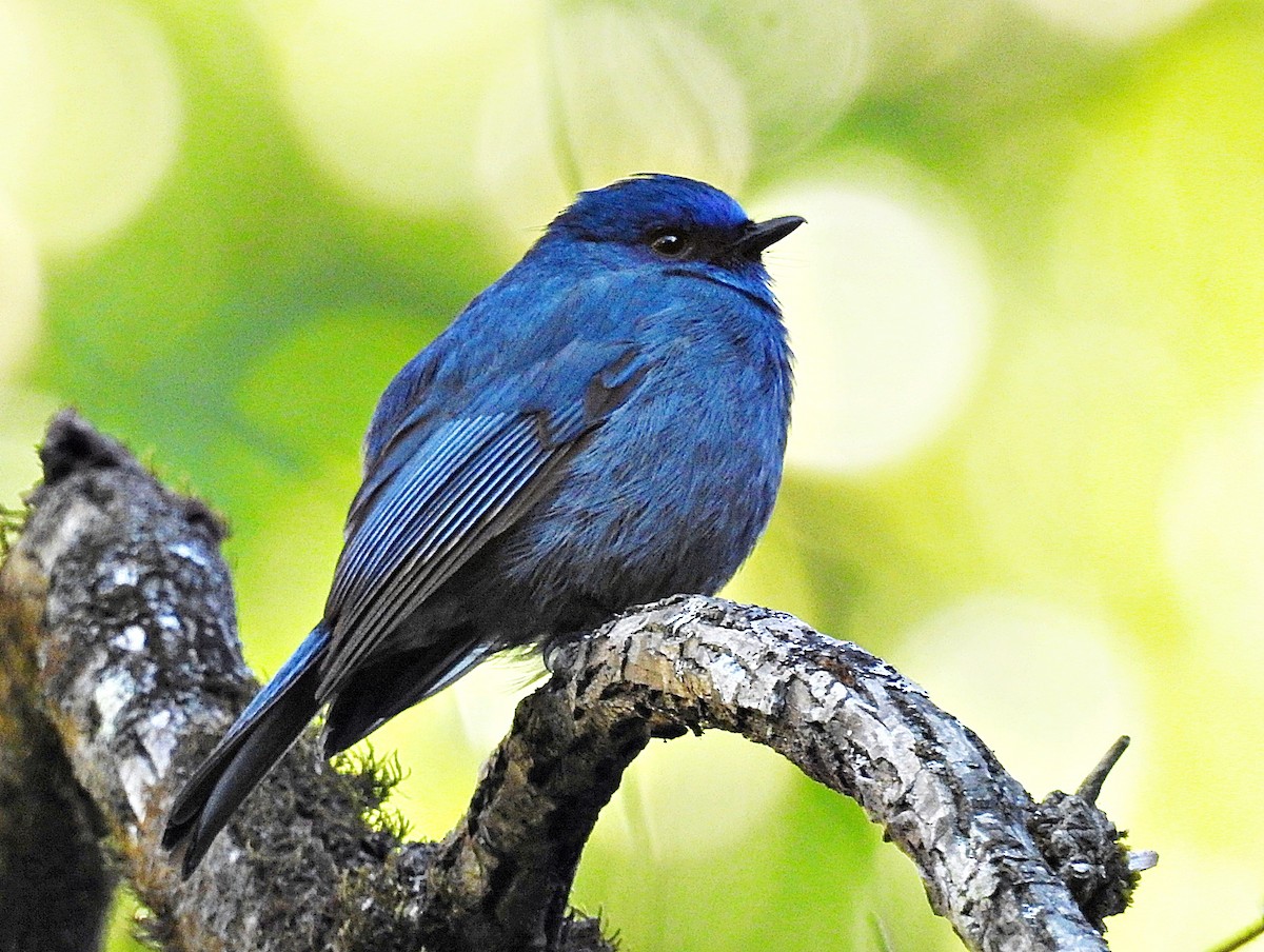 Нильгирийская мухоловка - ML646903687