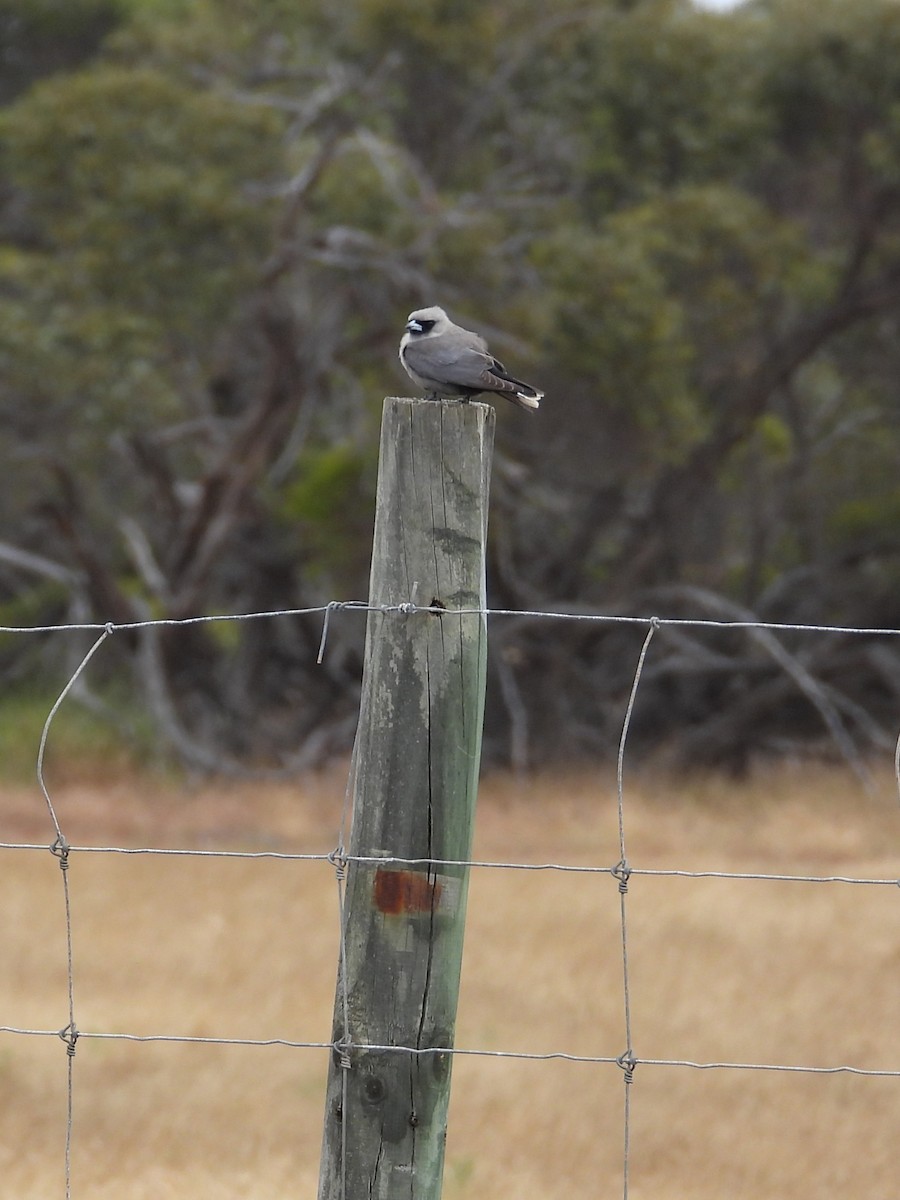 Масковый артм - ML646903688