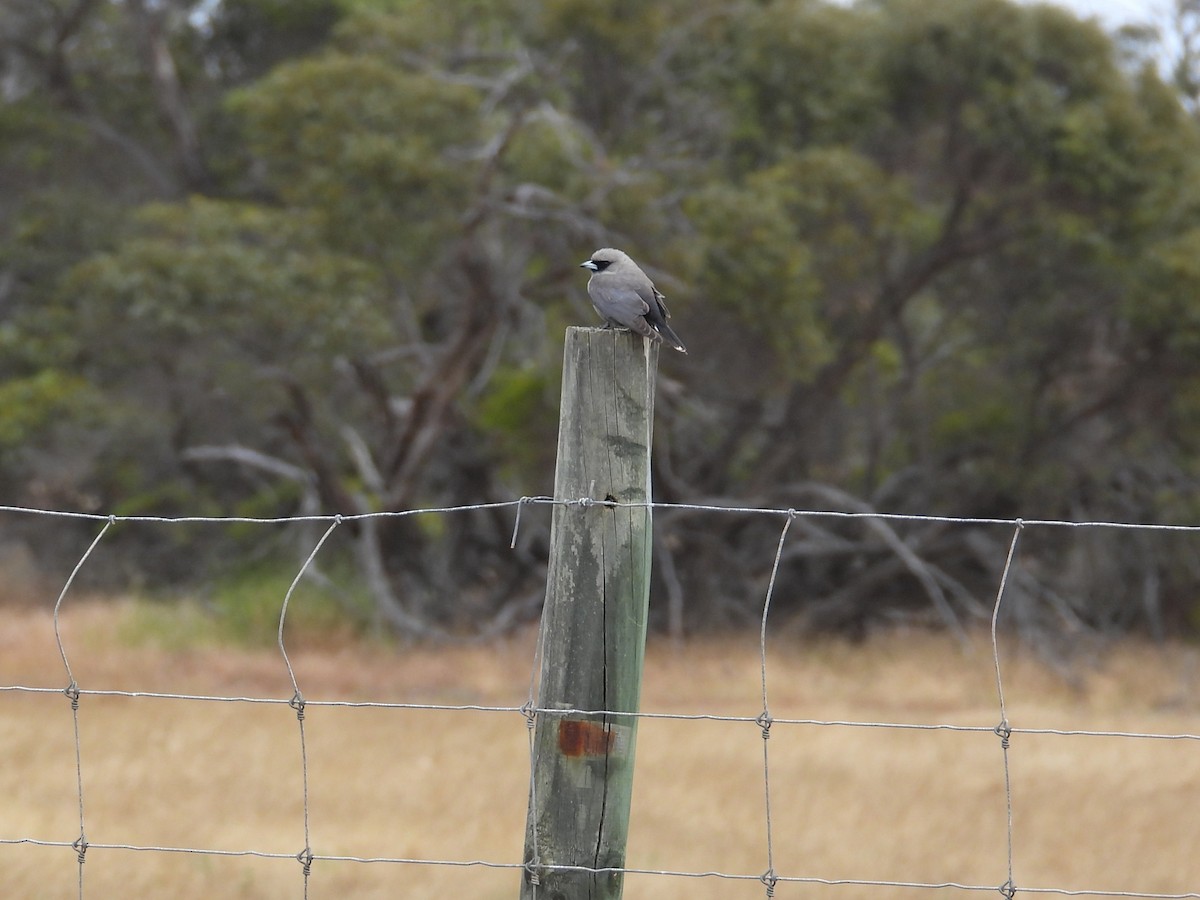Масковый артм - ML646903689