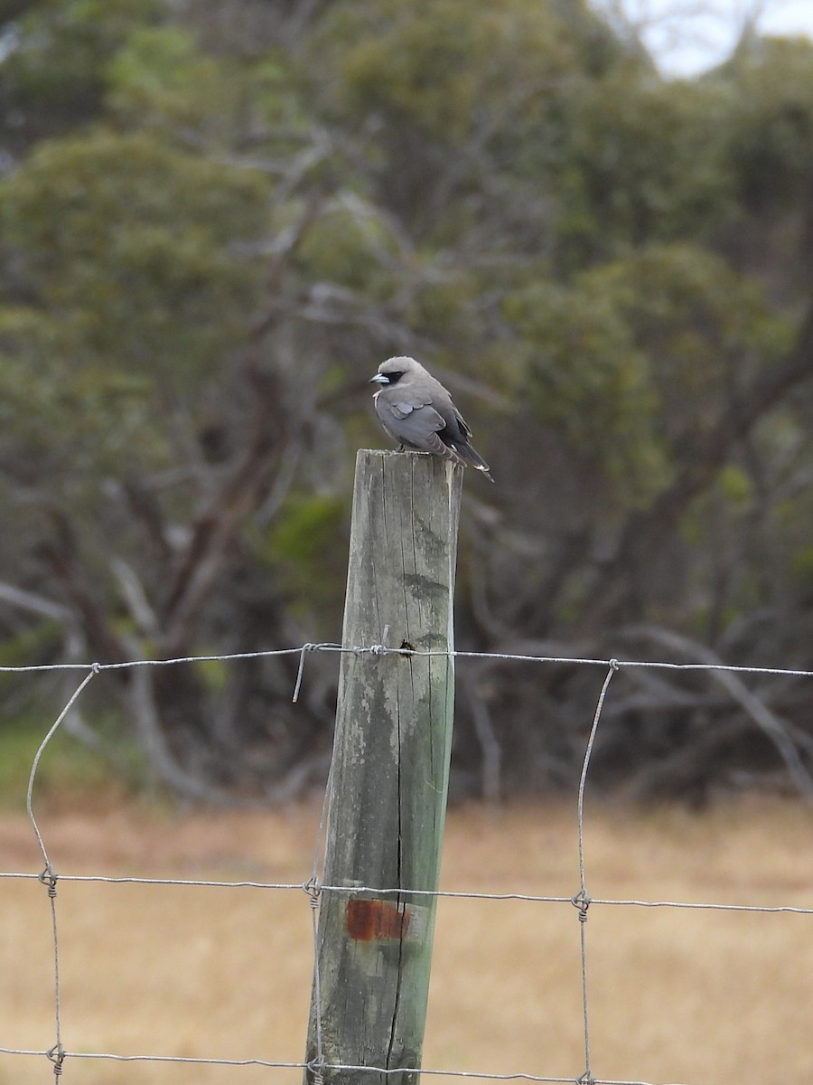 Масковый артм - ML646903690