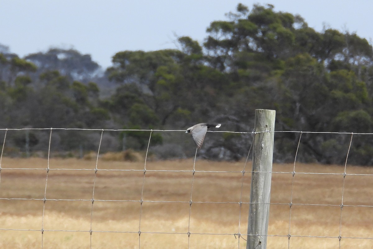 Масковый артм - ML646903691