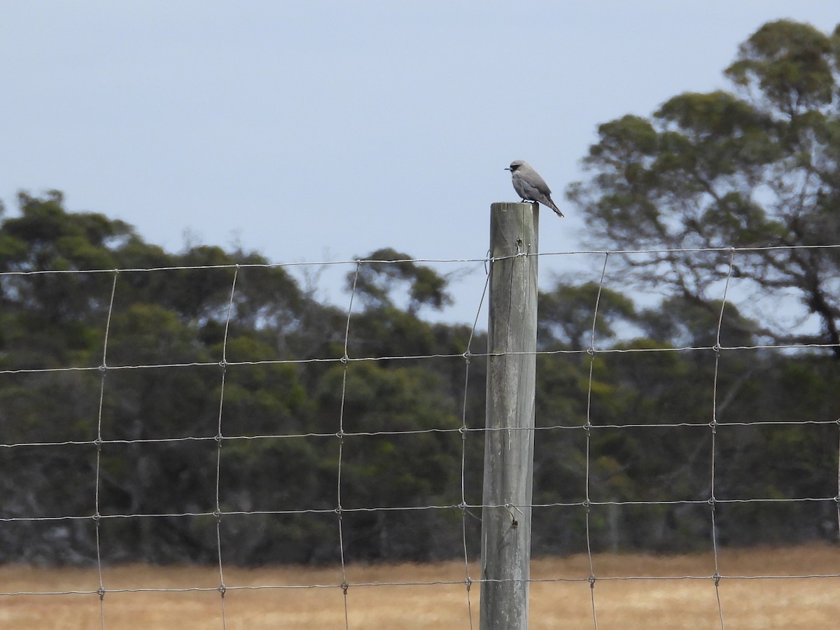 Масковый артм - ML646903692