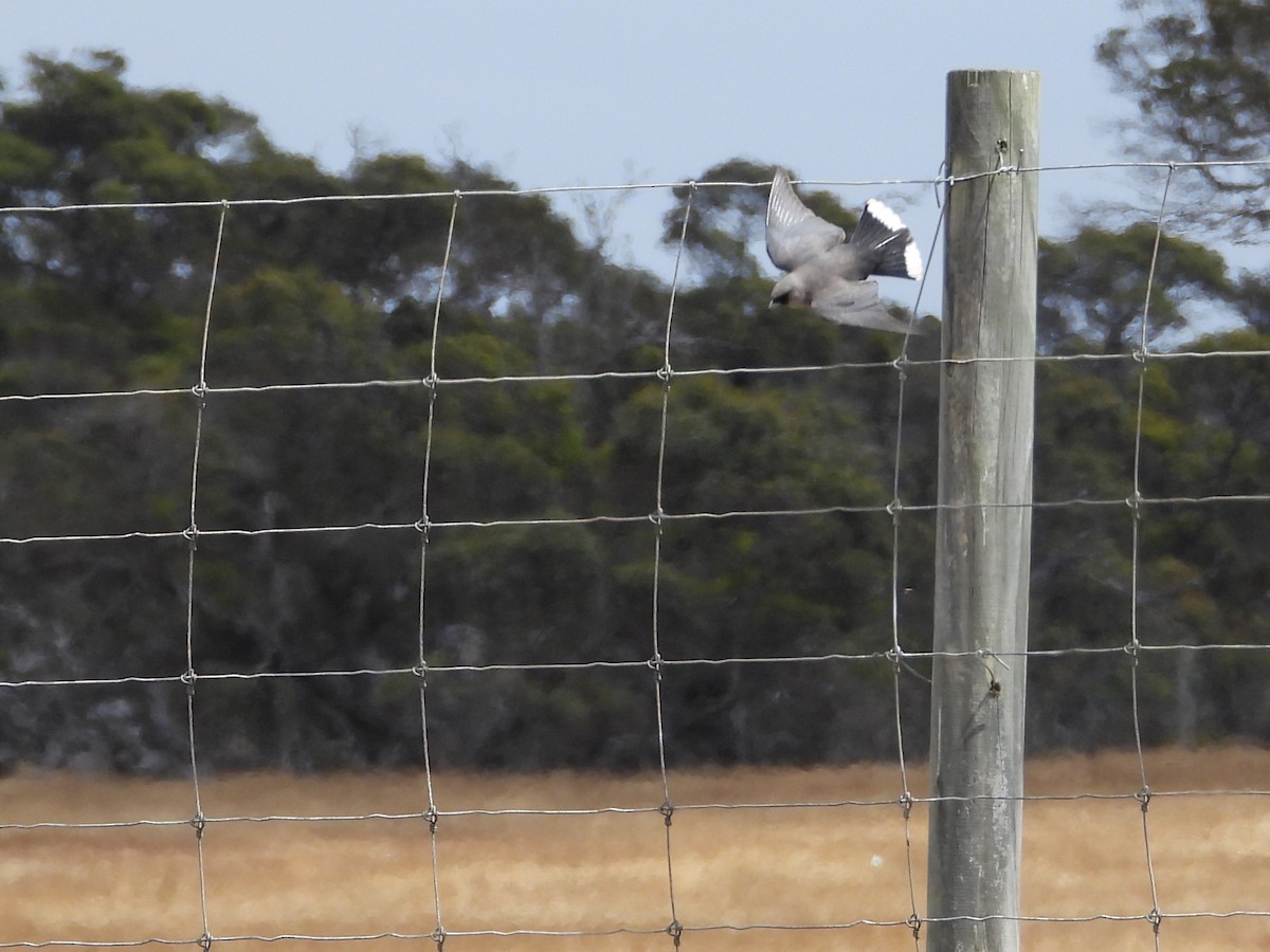 Масковый артм - ML646903693