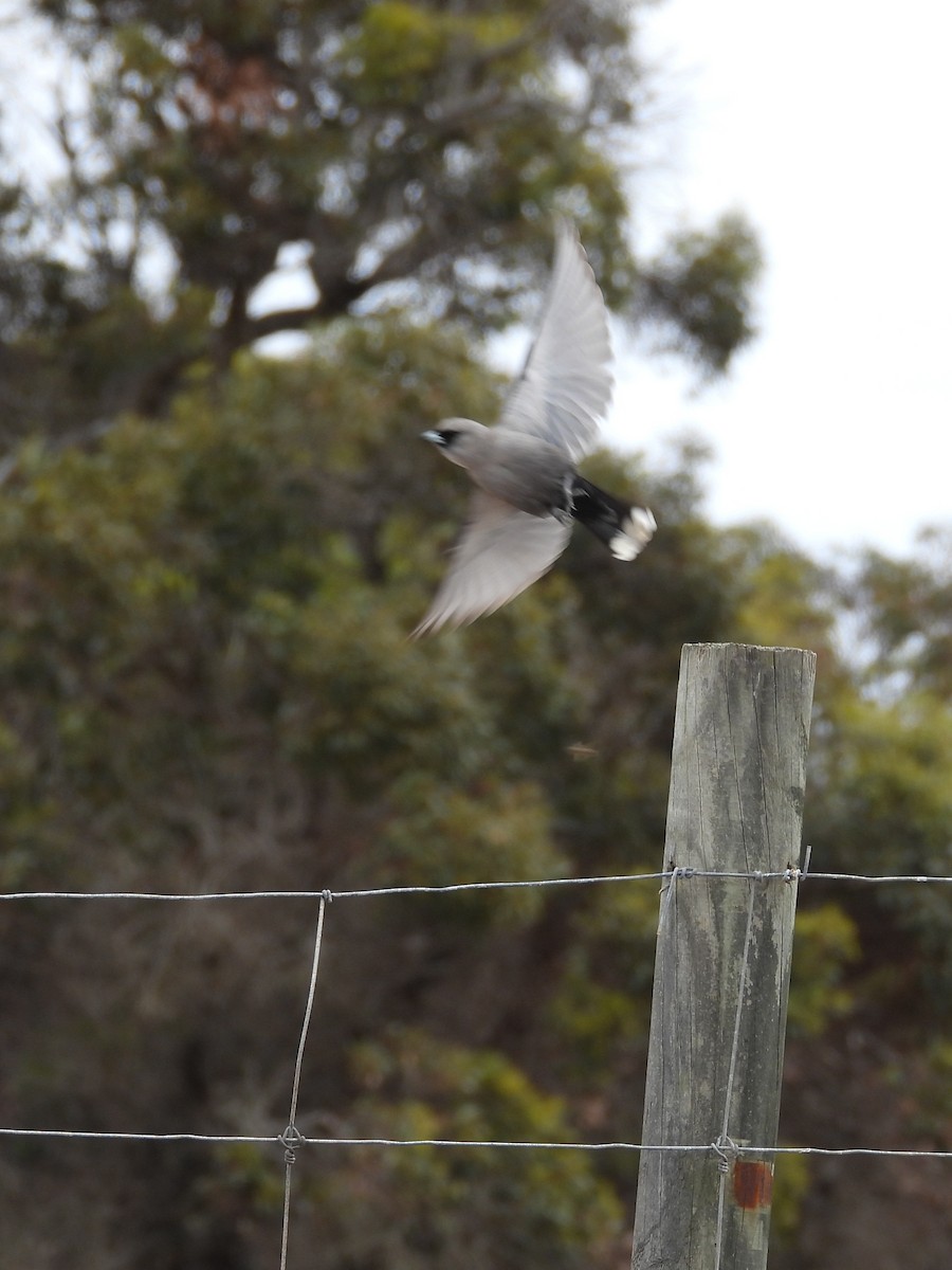 Масковый артм - ML646903694