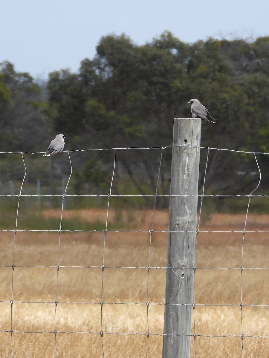 Масковый артм - ML646903695
