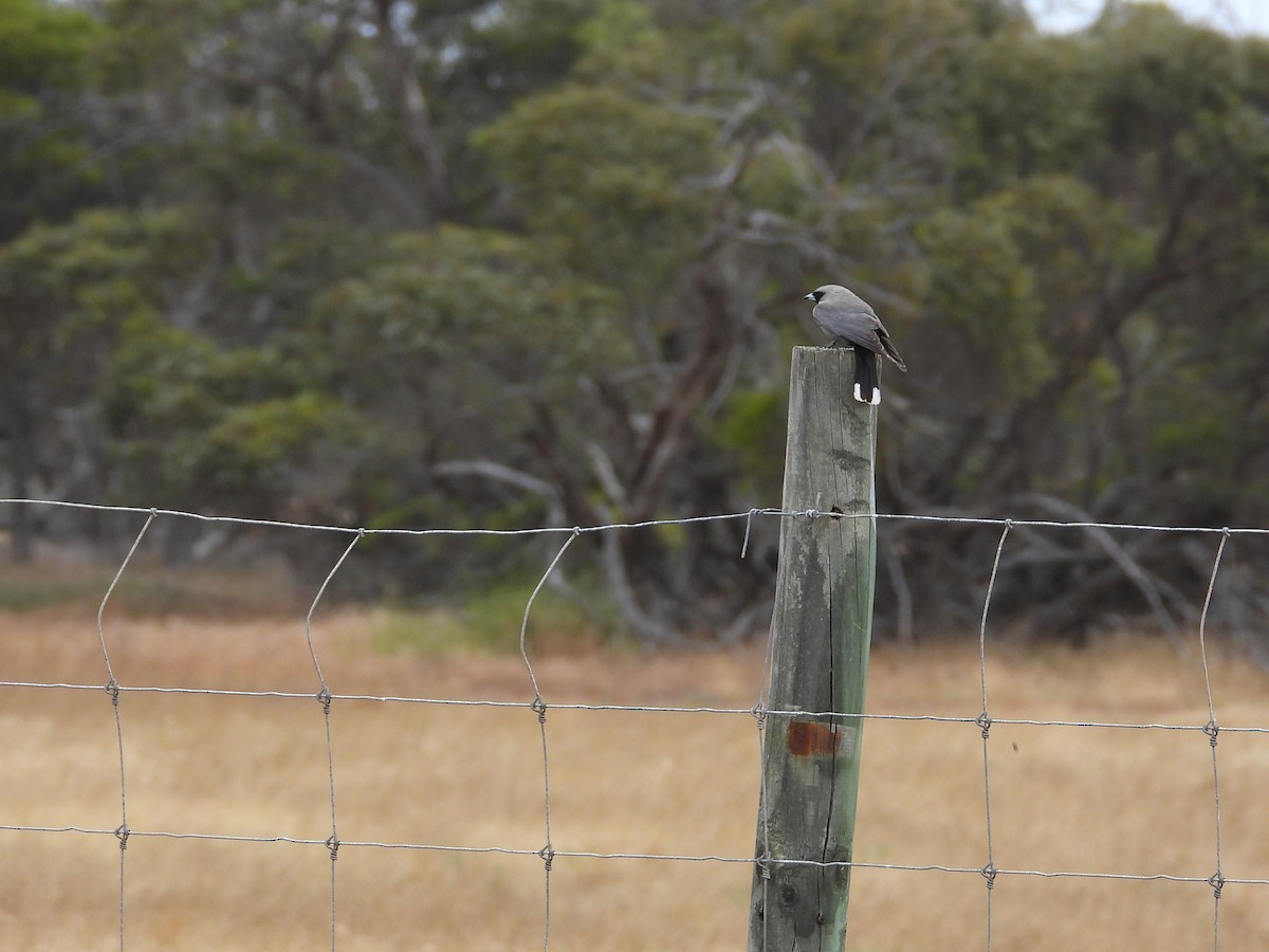Масковый артм - ML646903696