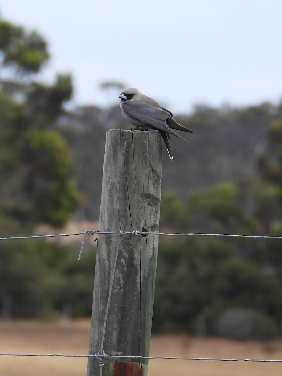 Масковый артм - ML646903697