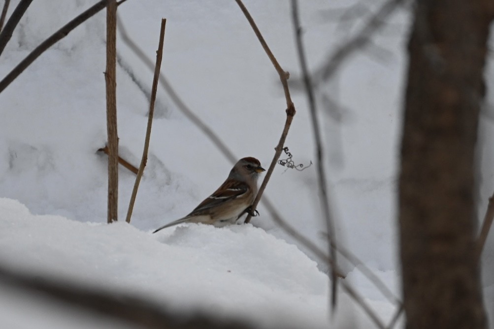 Воробьиная овсянка - ML646903698