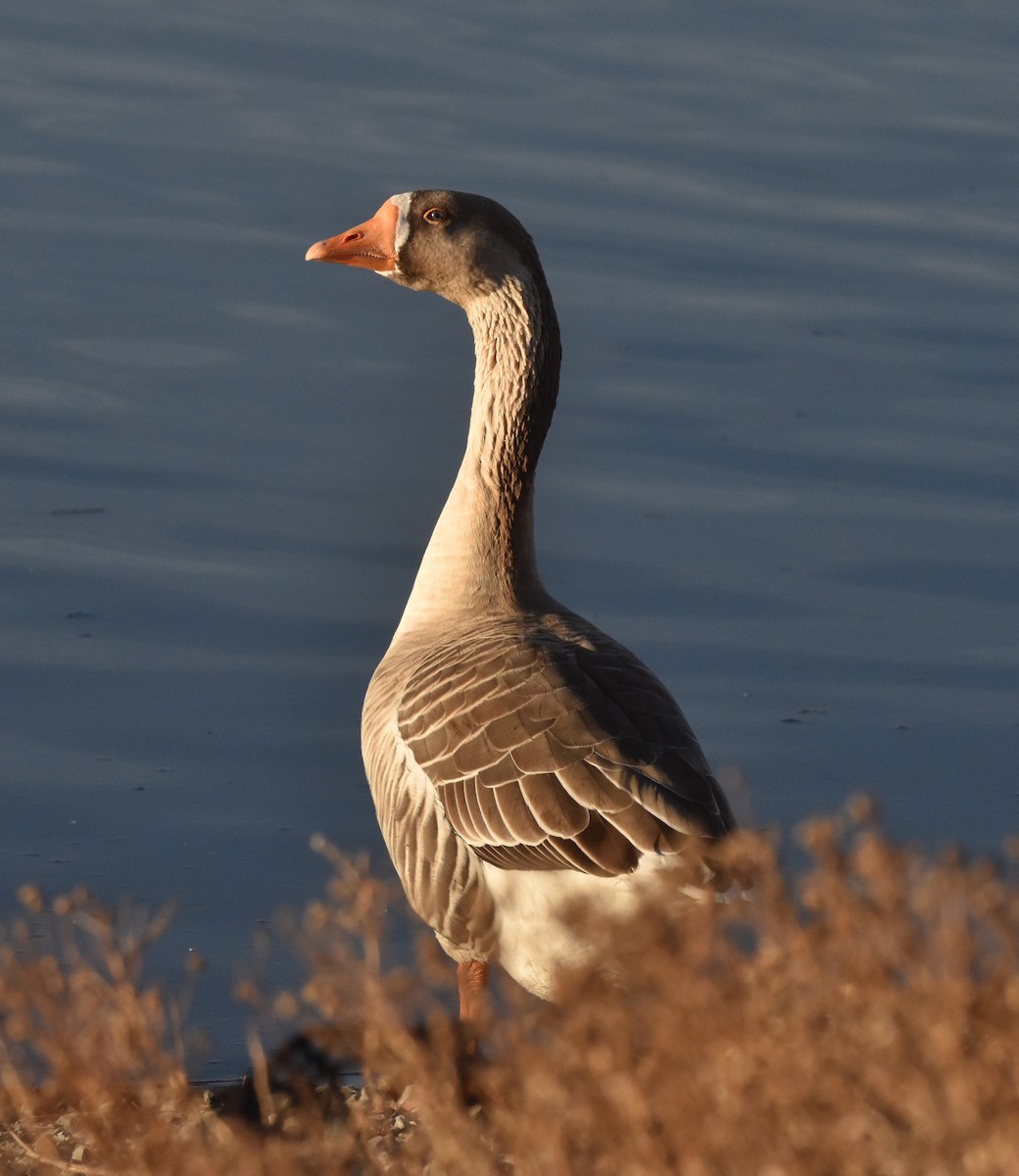 Серый гусь (Одомашненного типа) - ML646903699