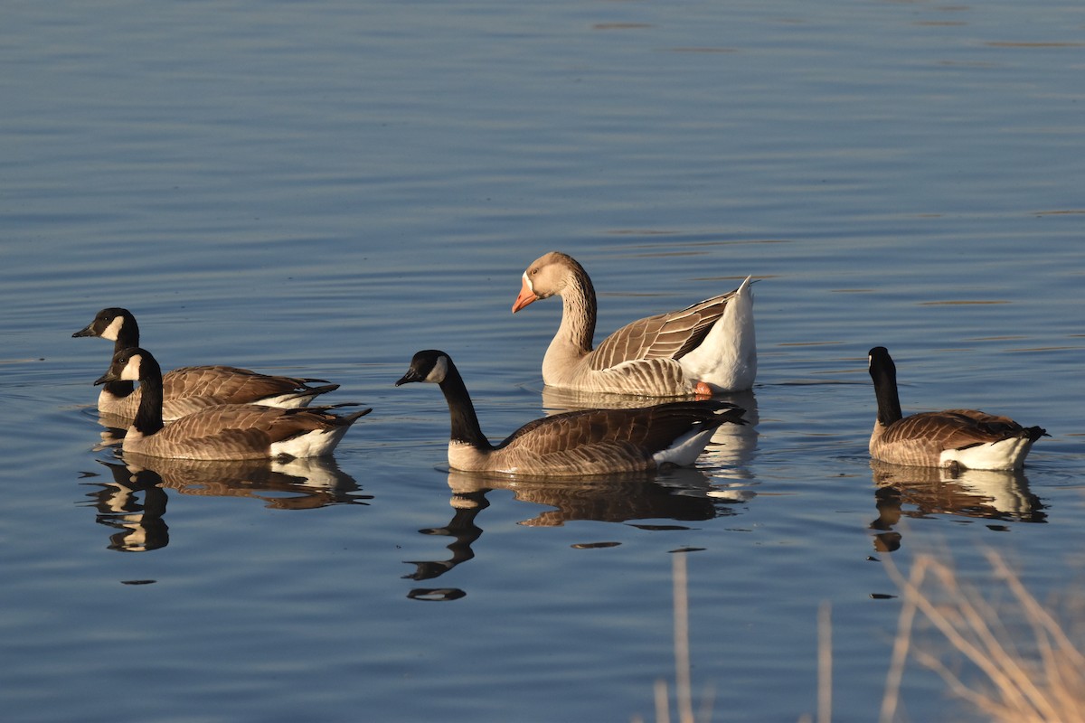 Серый гусь (Одомашненного типа) - ML646903700