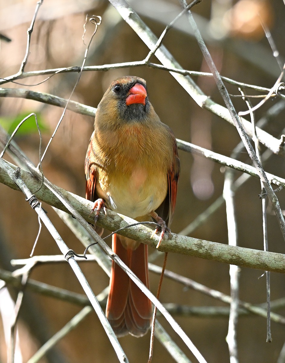 Красный кардинал - ML646903701