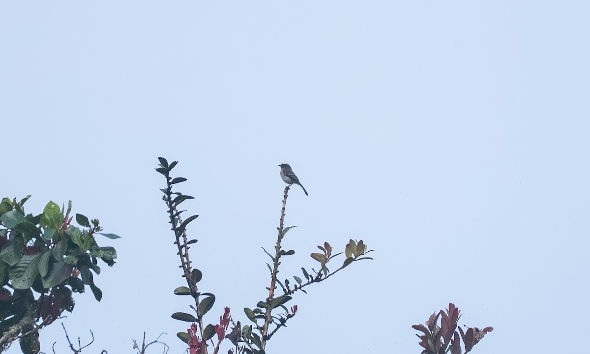 Рыжегрудая тираннита - ML646903702