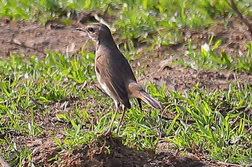 Варакушка - ML646903703