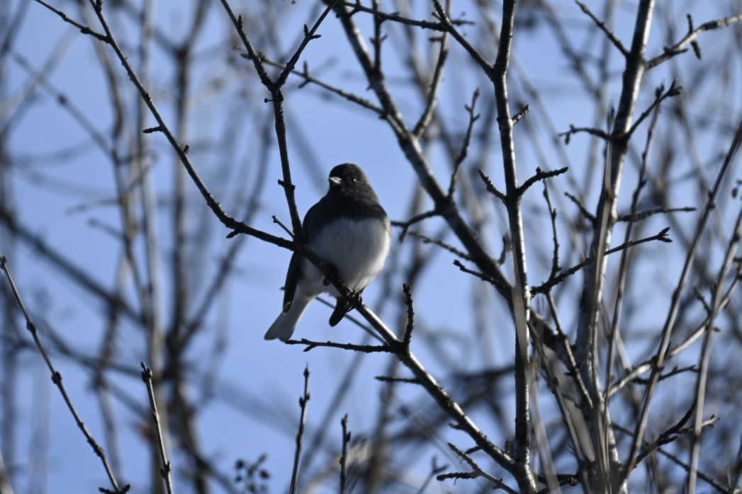 Серый юнко - ML646903705