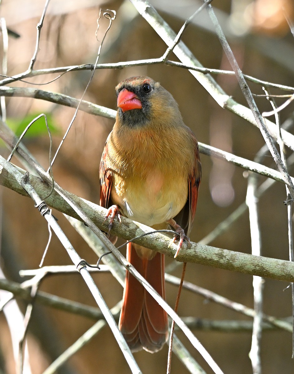ショウジョウコウカンチョウ - ML646903707