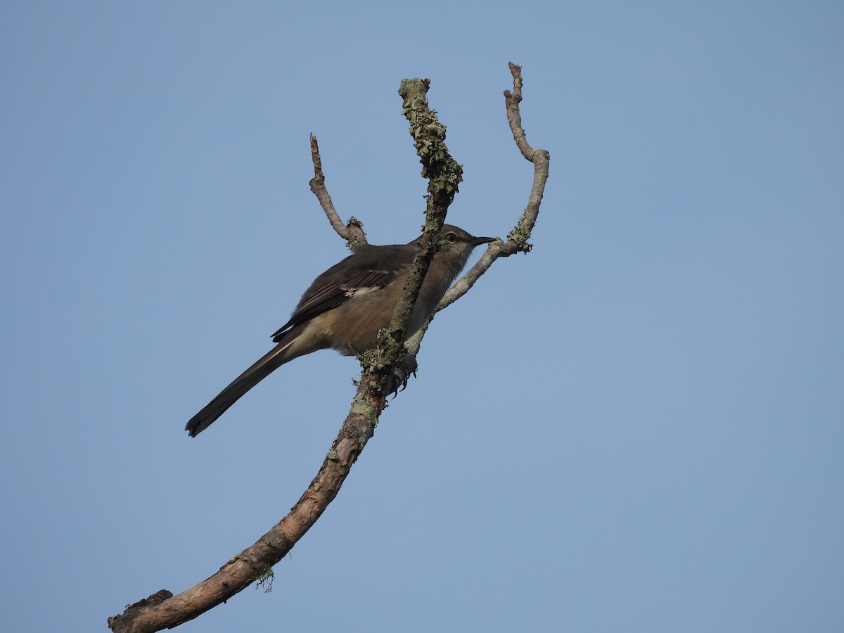 マネシツグミ - ML646903708