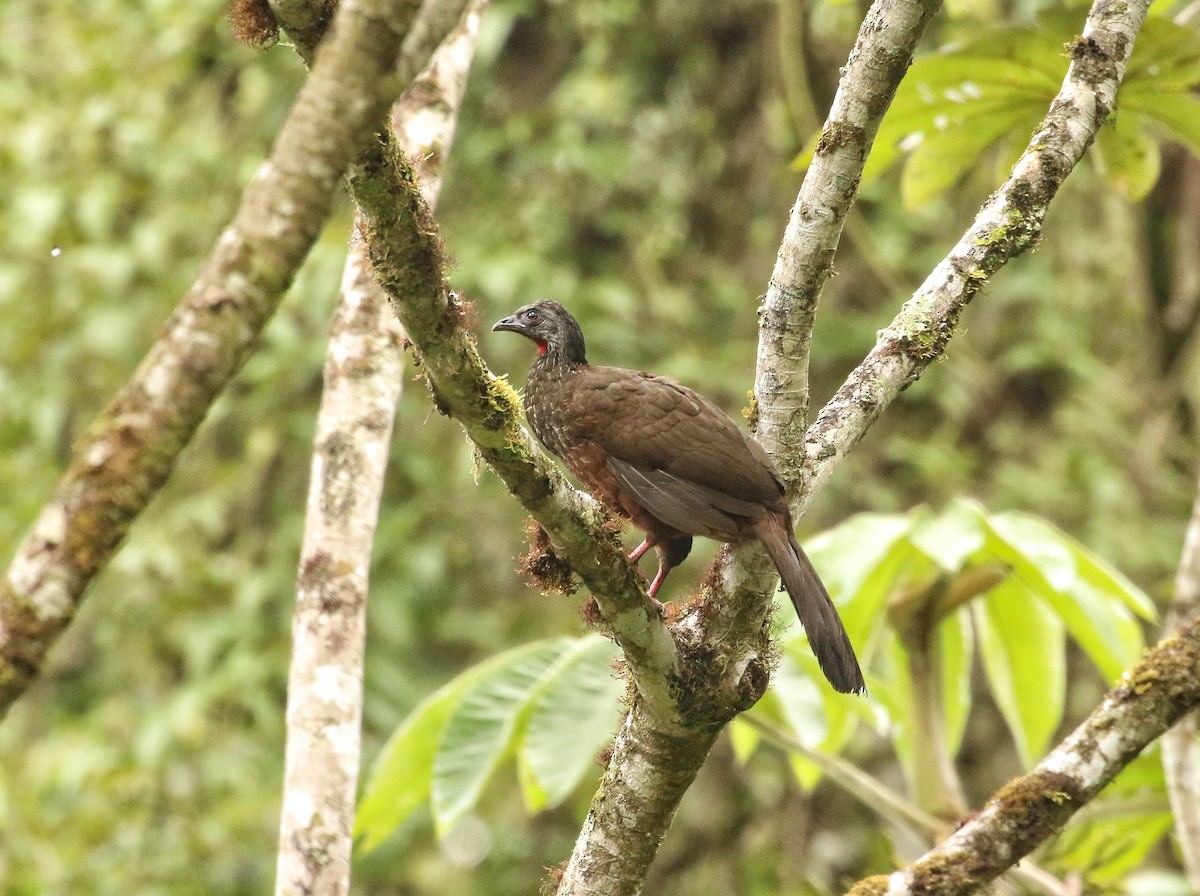 Andean Guan - ML646903711