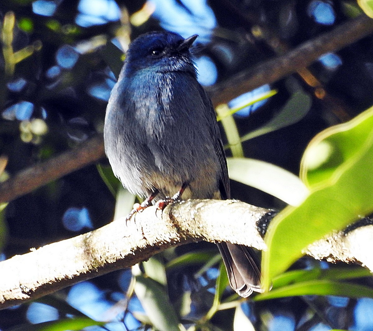 シロハラヒメアオヒタキ - ML646903717