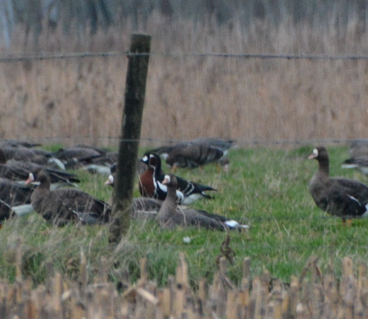 rødhalsgås - ML646903719