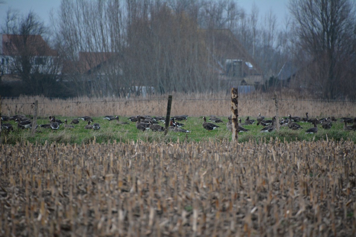 rødhalsgås - ML646903720