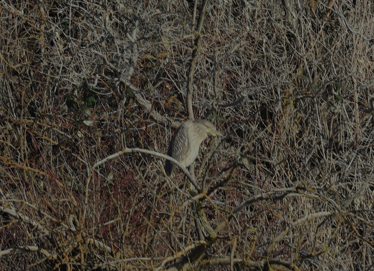 natthegre - ML646903721