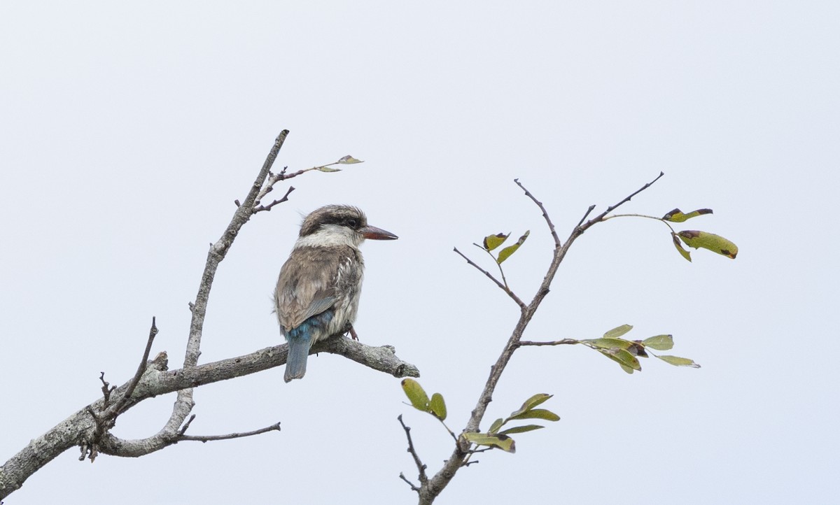 ledňáček žíhaný - ML646903722