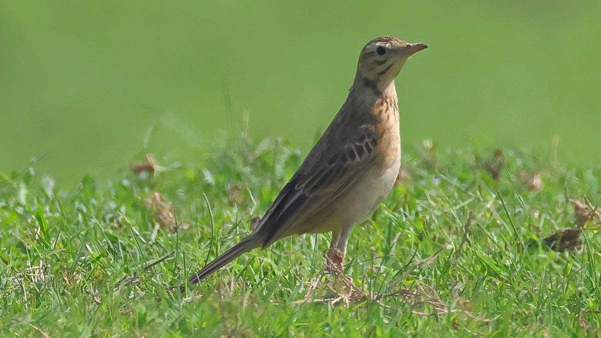 Richard's Pipit - ML646903724