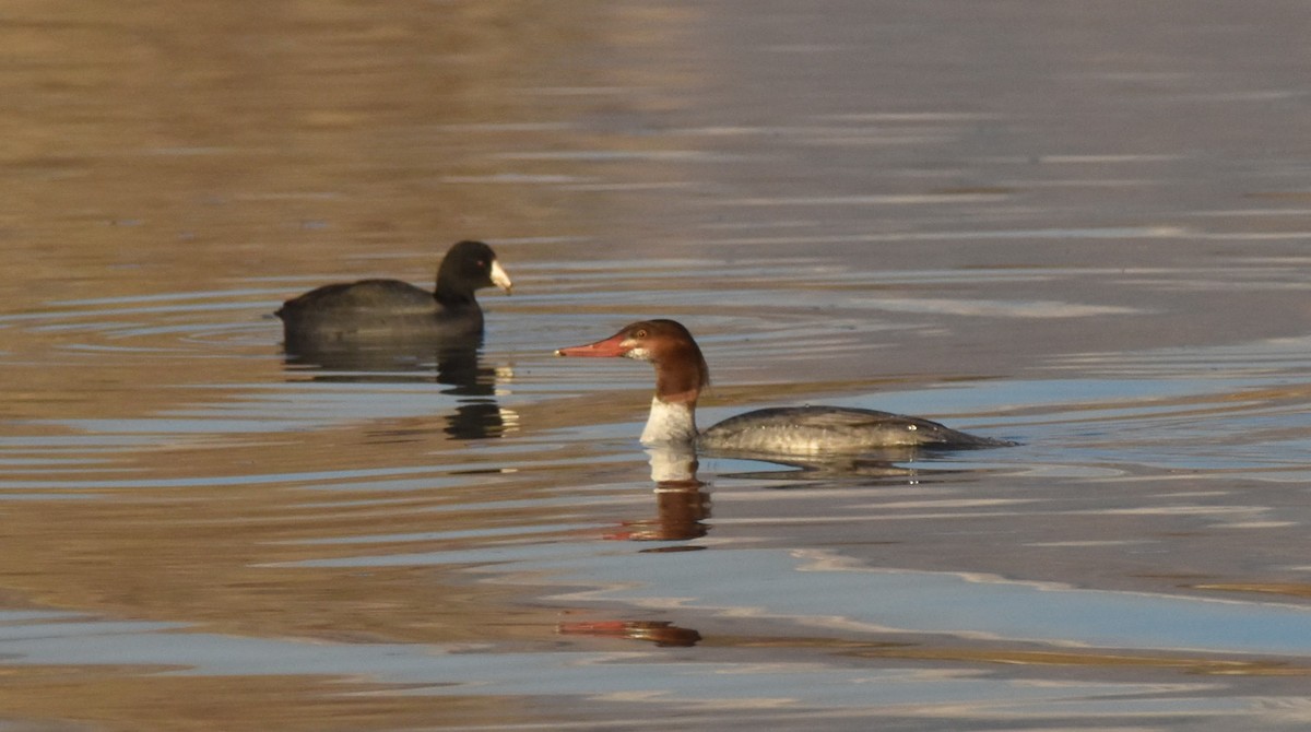 Grand Harle - ML646903728