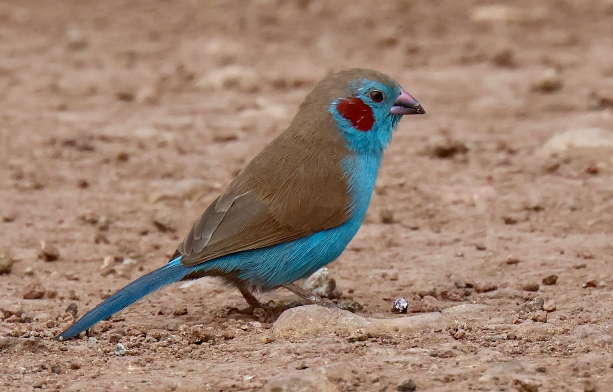 Red-cheeked Cordonbleu - ML646903730