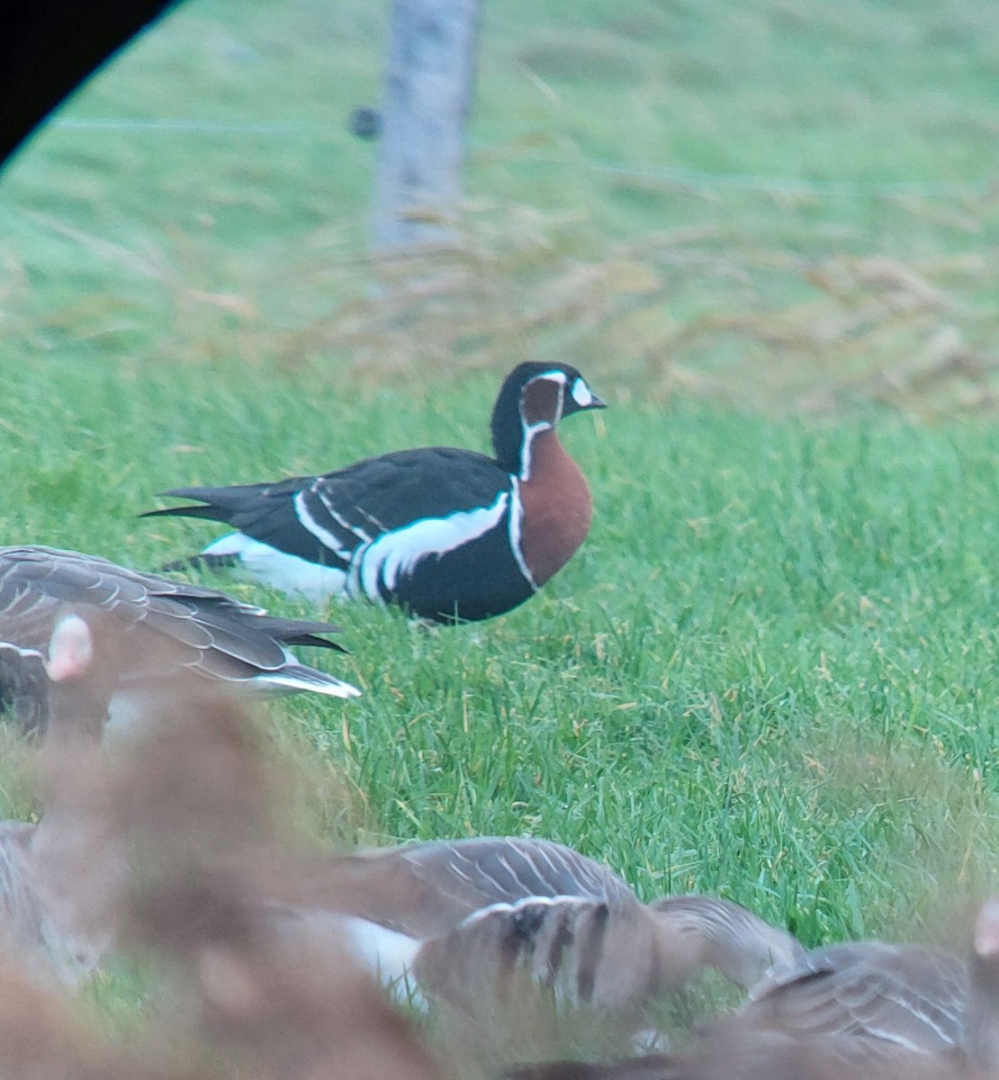 Rothalsgans - ML646903732