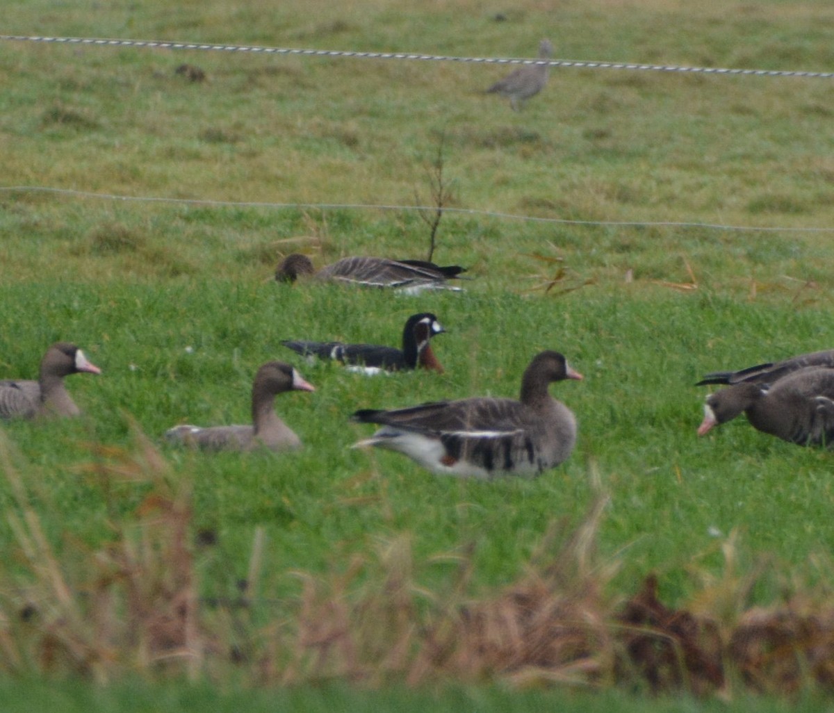 Red-breasted Goose - ML646903733
