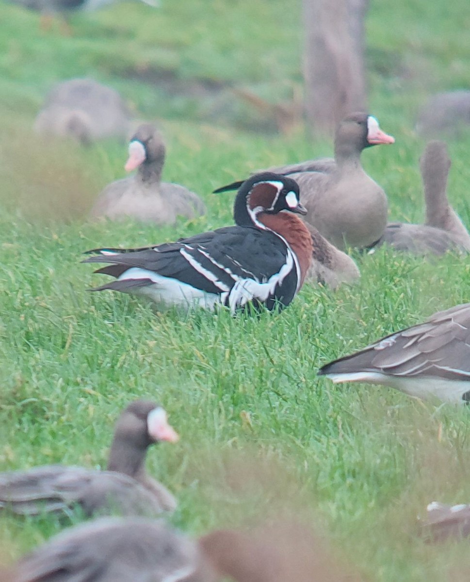 Rothalsgans - ML646903734