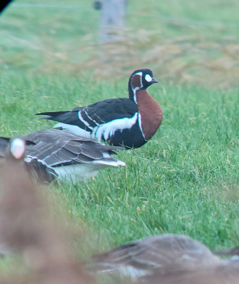 Rothalsgans - ML646903735