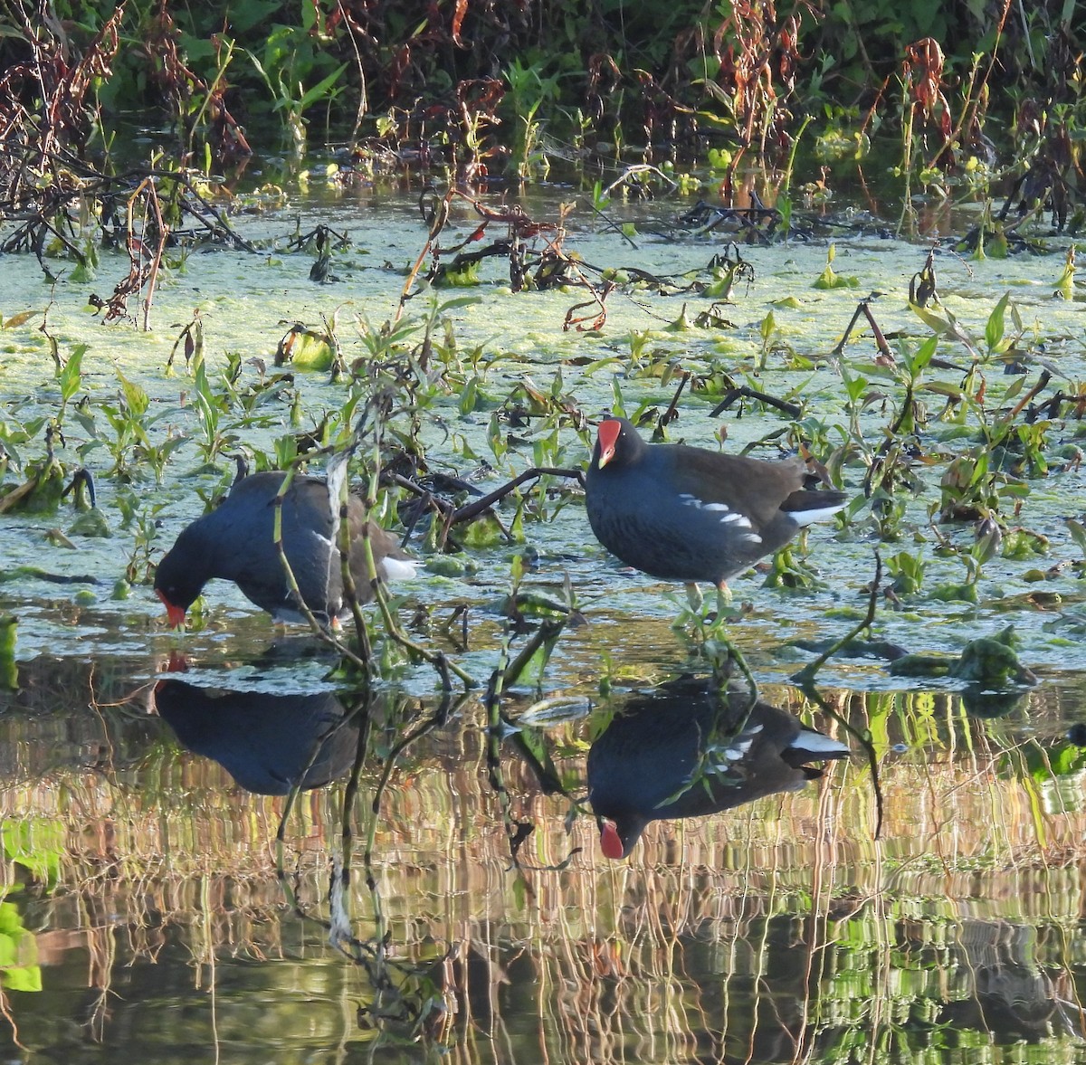 Common Gallinule - ML646903737