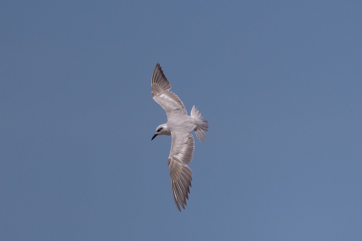 Gull-billed Tern - ML646903741