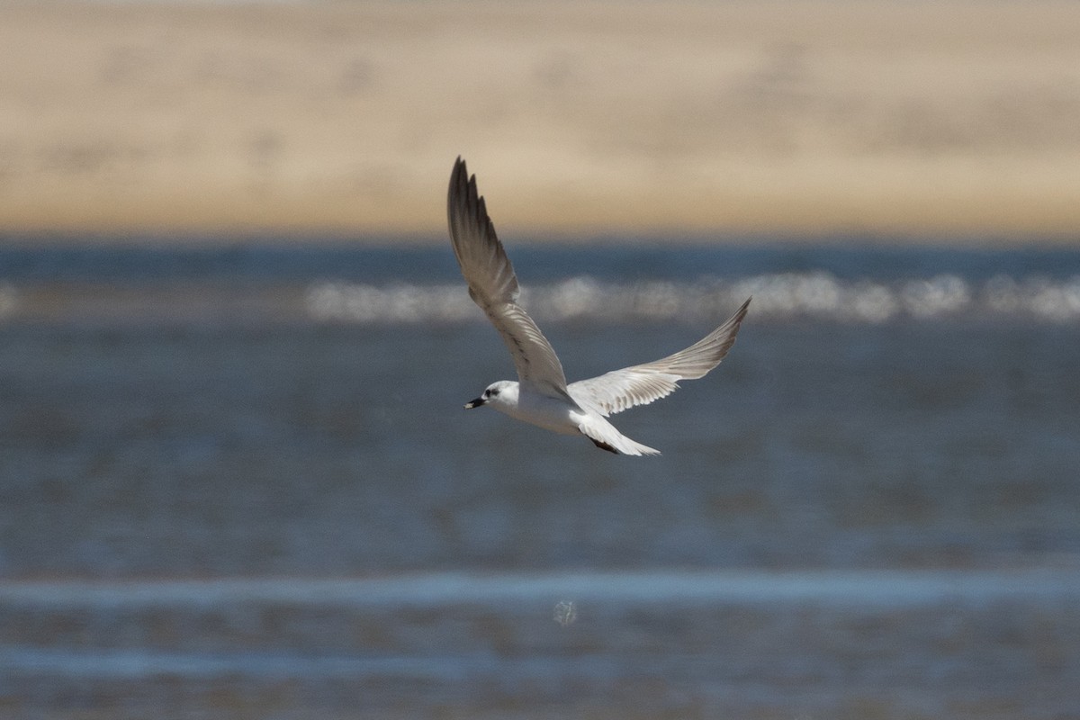 Gull-billed Tern - ML646903742