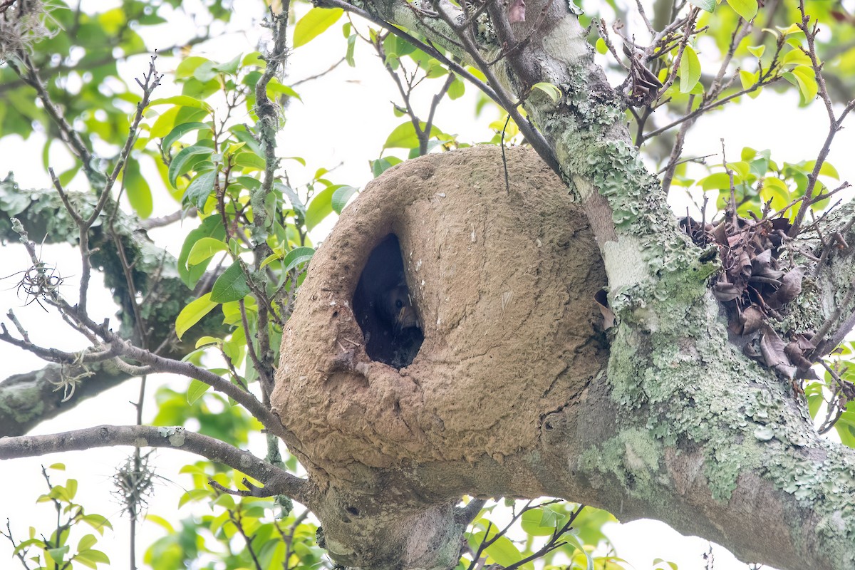 Rufous Hornero - ML646903743