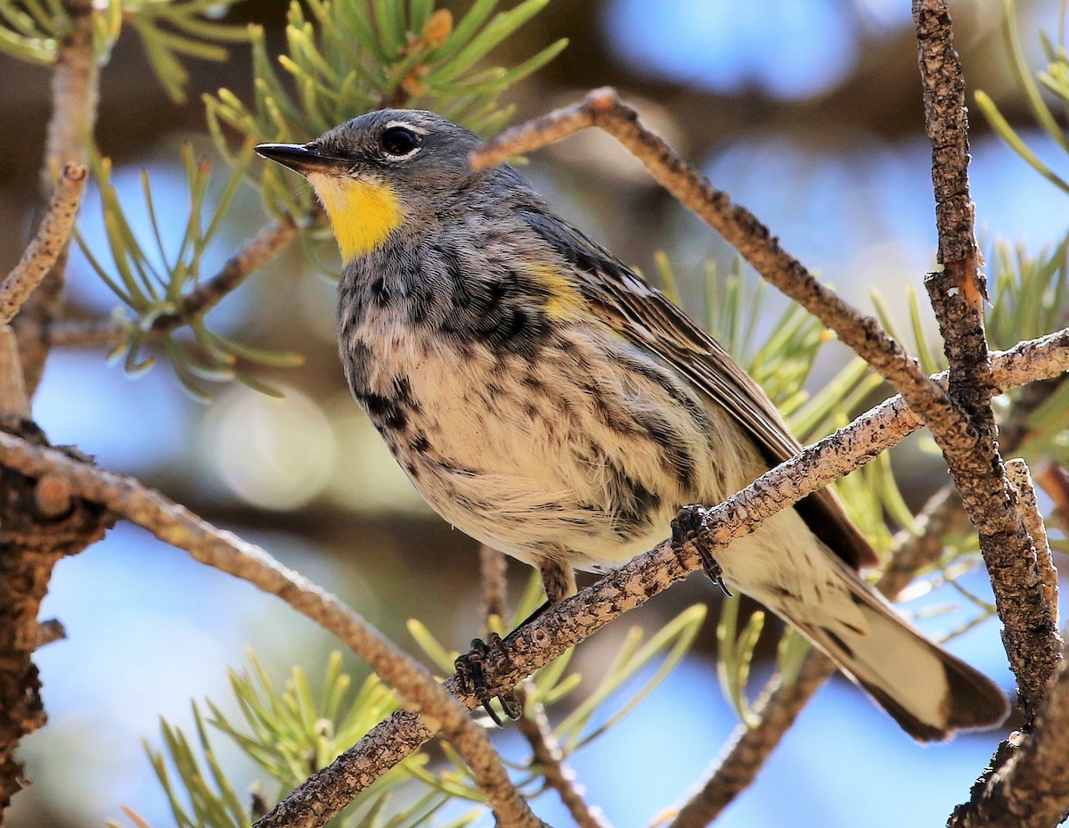 Yellow-rumped Warbler - ML646903744