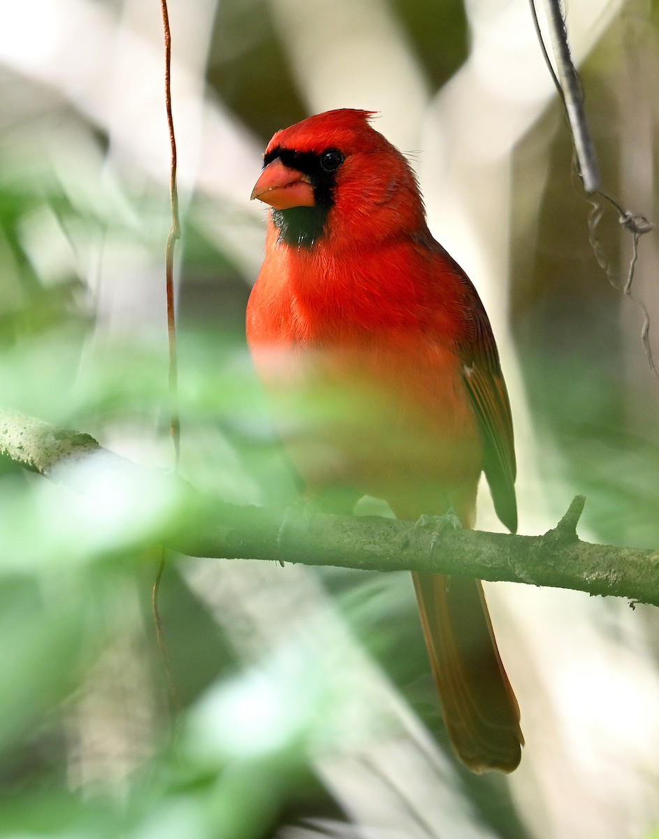 Northern Cardinal - ML646903745