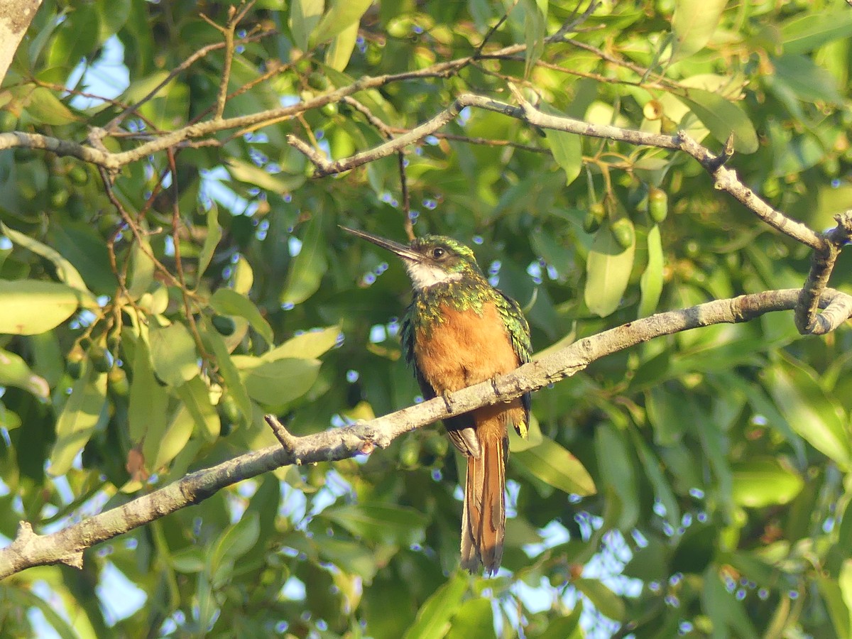 Rufous-tailed Jacamar - ML646903747