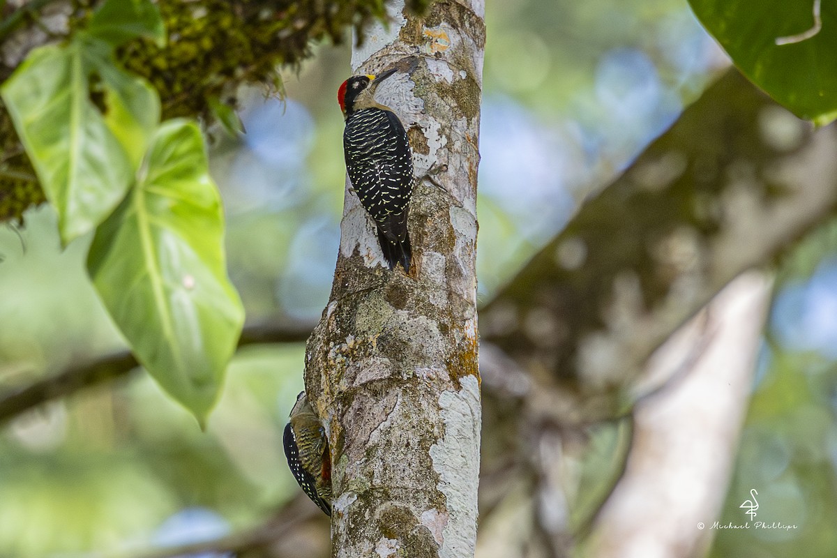 Black-cheeked Woodpecker - ML646903748