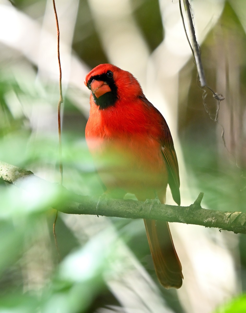 Northern Cardinal - ML646903750