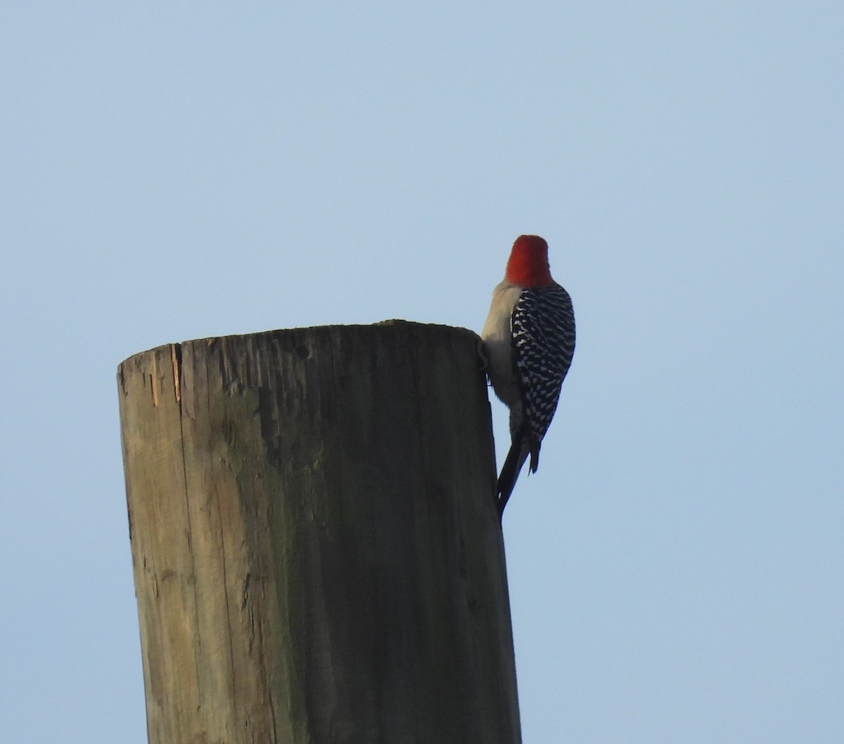 Red-bellied Woodpecker - ML646903751