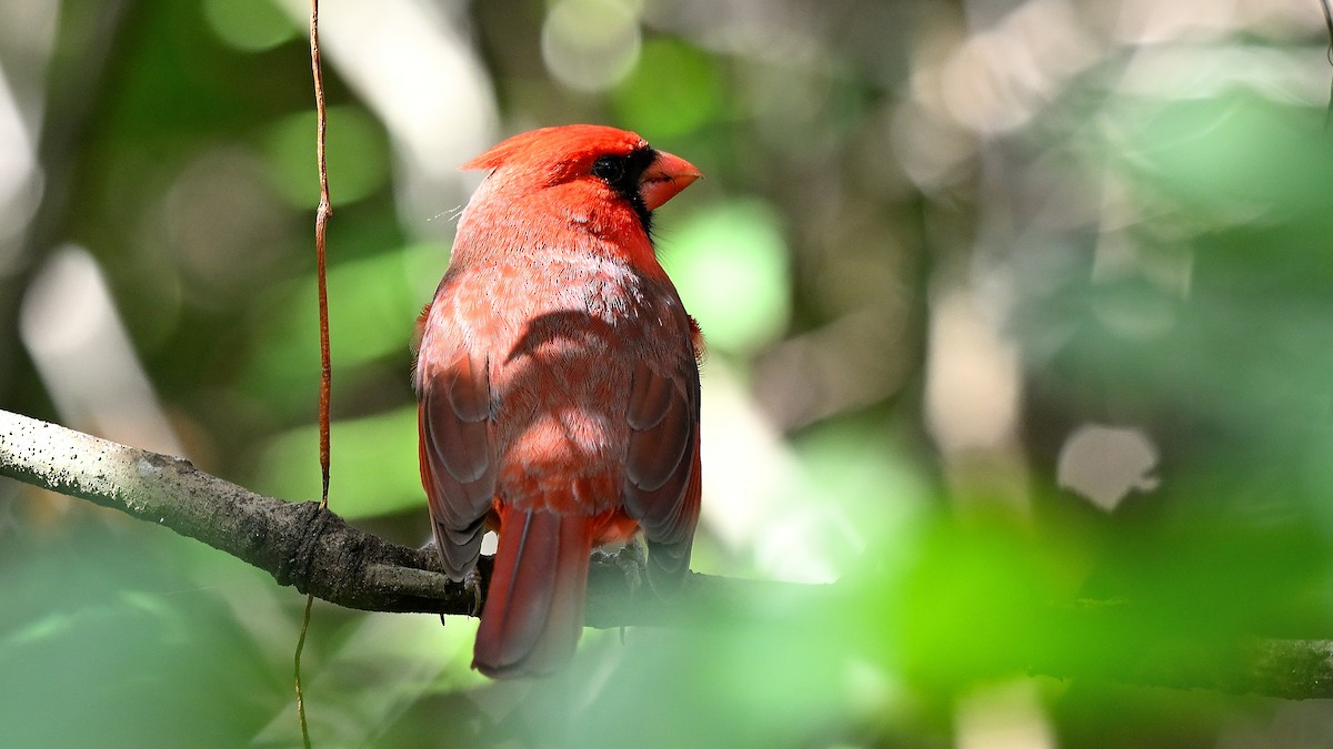 Northern Cardinal - ML646903752