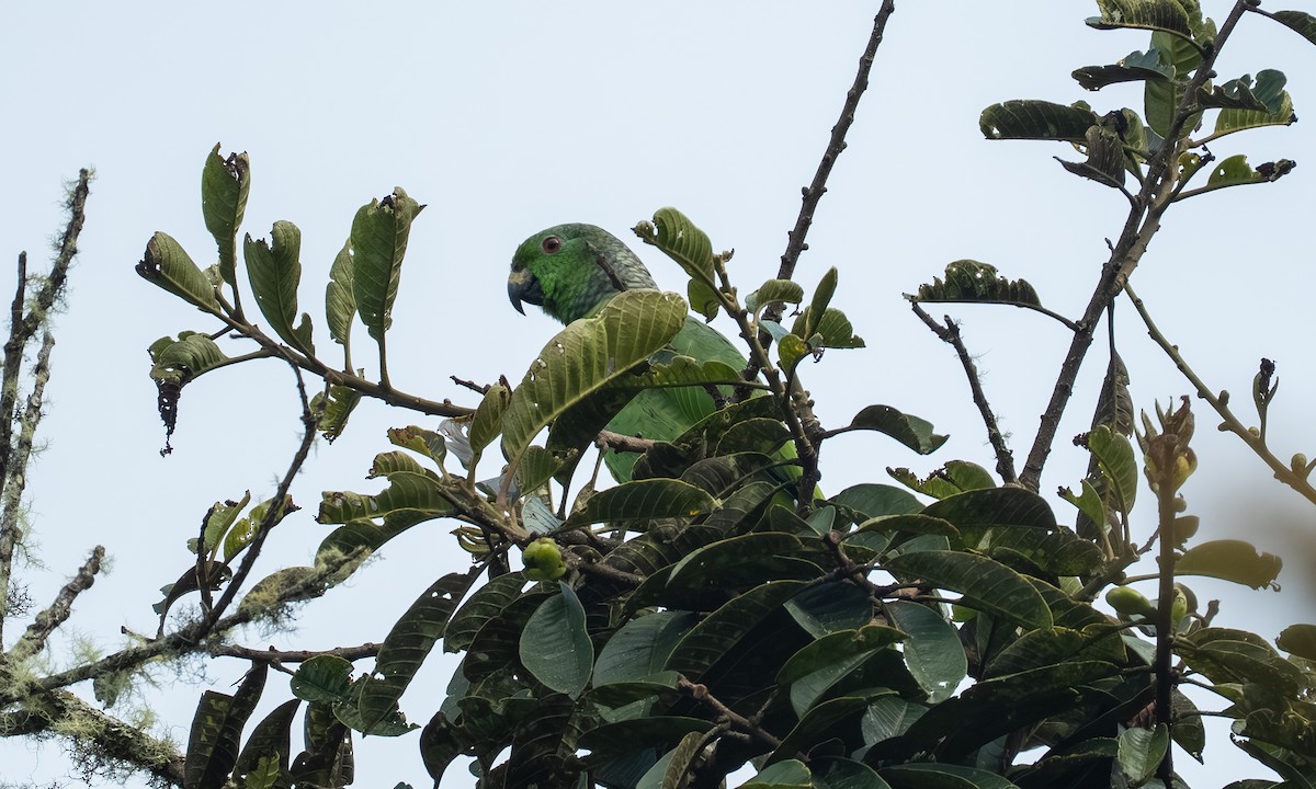 Scaly-naped Amazon - ML646903754