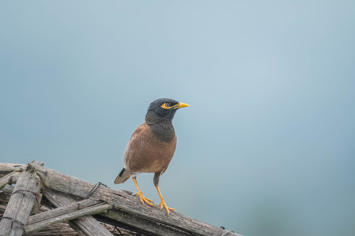 Common Myna - ML646903758